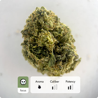 'OG Kush' Classic THCA Flower - Hybrid | 'Focus'