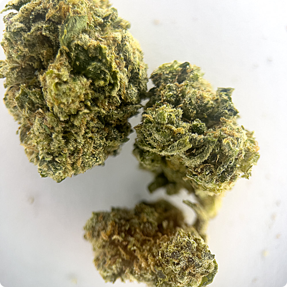 'OG Kush' Classic THCA Flower - Hybrid | 'Focus'
