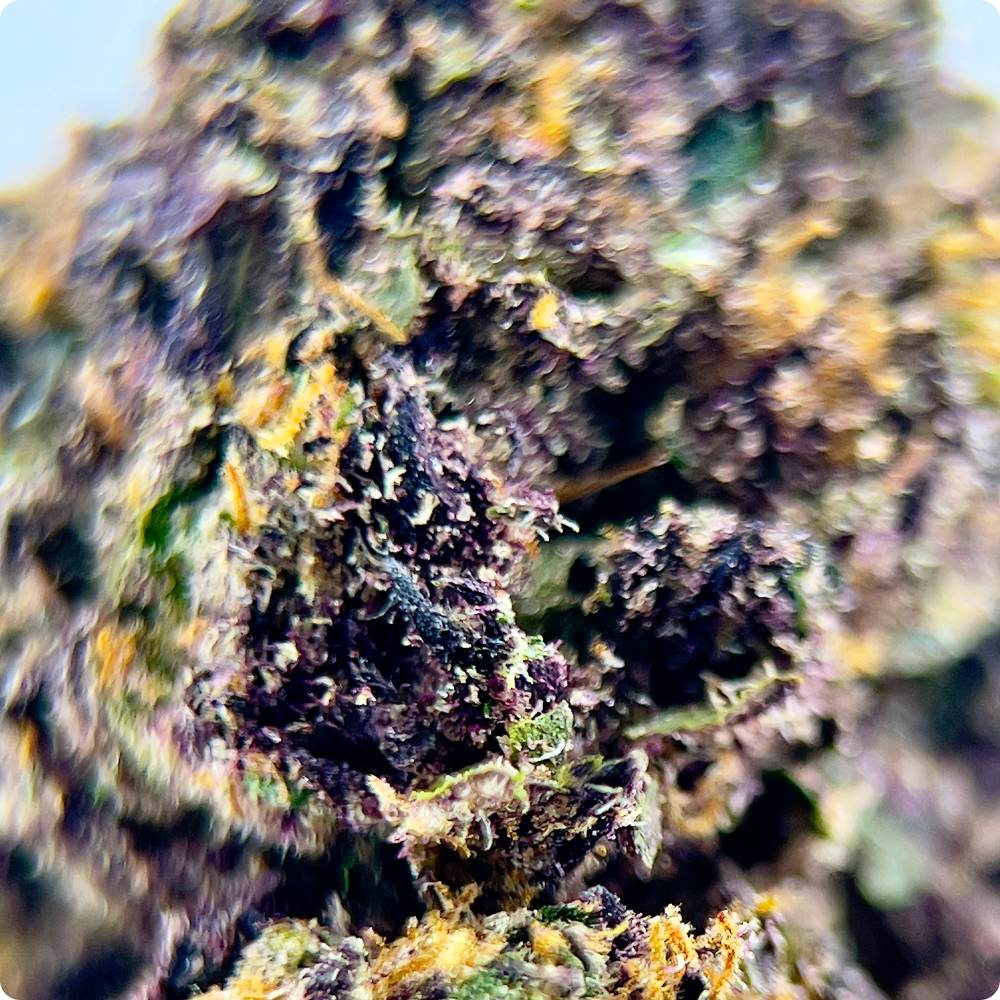 'Purple Panty Dropper' Reserve THCA Flower - Indica | 'Relax'