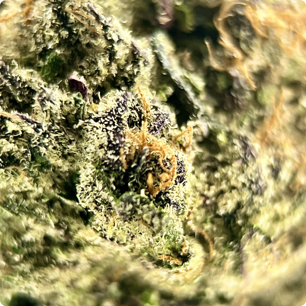 'Raspberry Gas' Reserve THCA Flower - Hybrid | 'Relax'