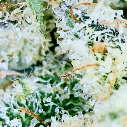 'Sour Diesel' Reserve THCA Flower