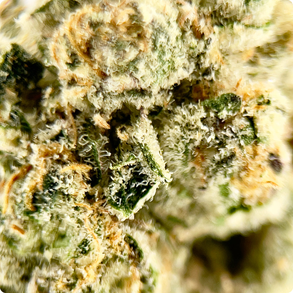 'Sour Jack' Reserve THCA Flower - Hybrid | 'Energize'