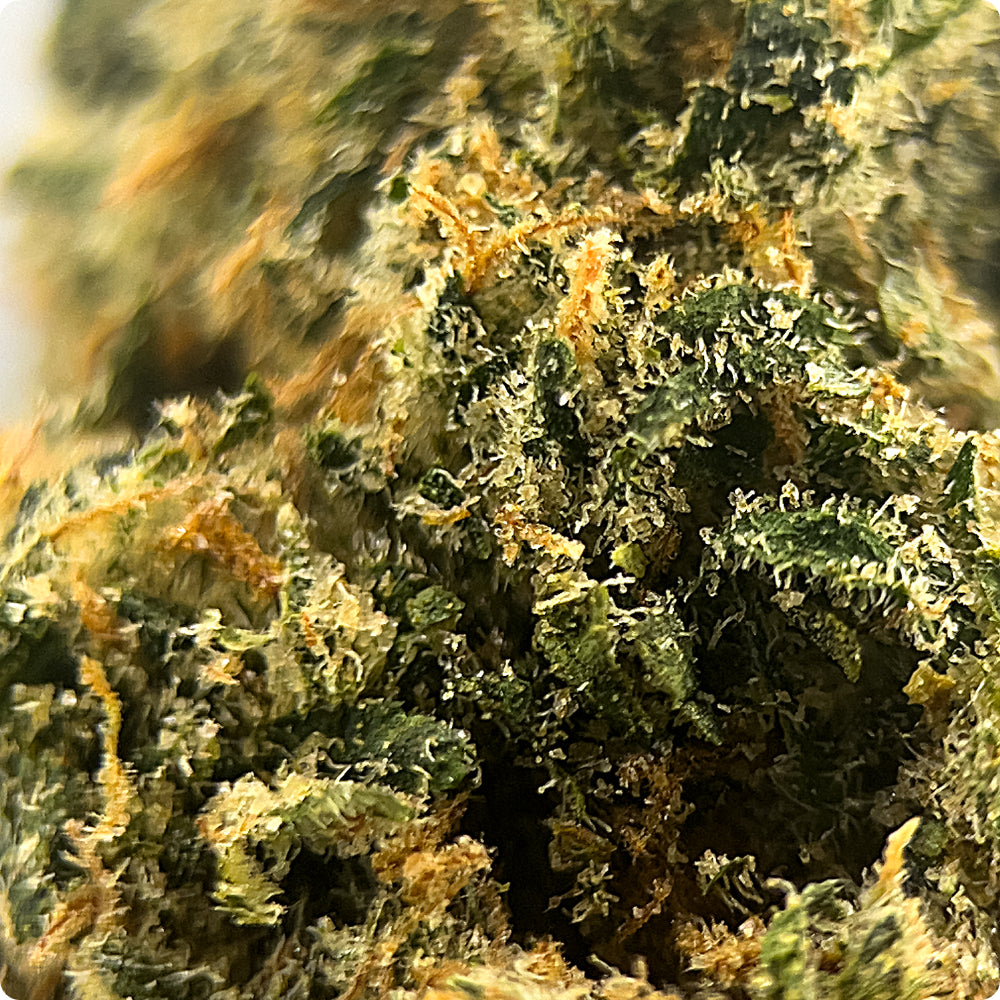 'Sour Jack' Select THCA Flower - Hybrid | 'Energize'