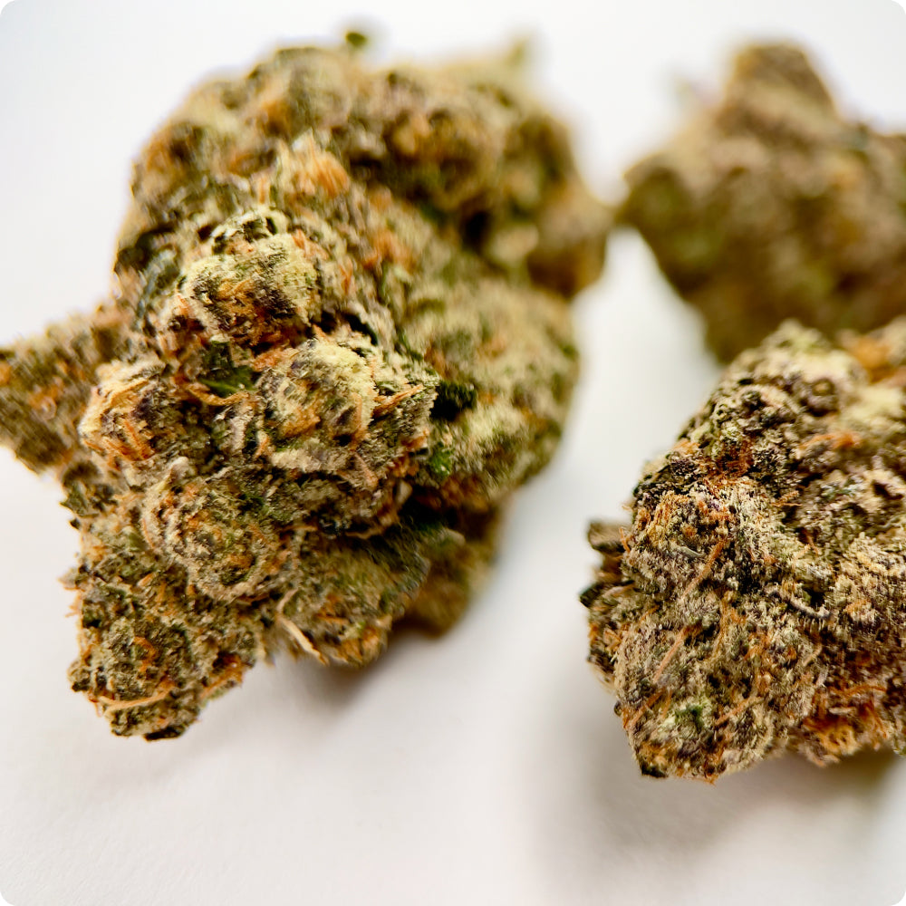 'Stankasaurus' Reserve THCA Flower - Hybrid | 'Sleep'