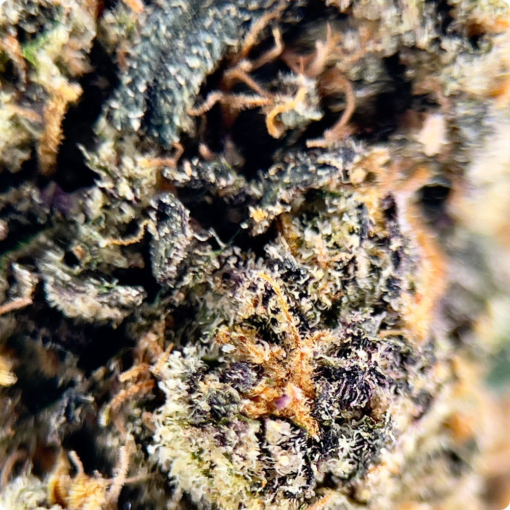 'Stankasaurus' Reserve THCA Flower - Hybrid | 'Sleep'