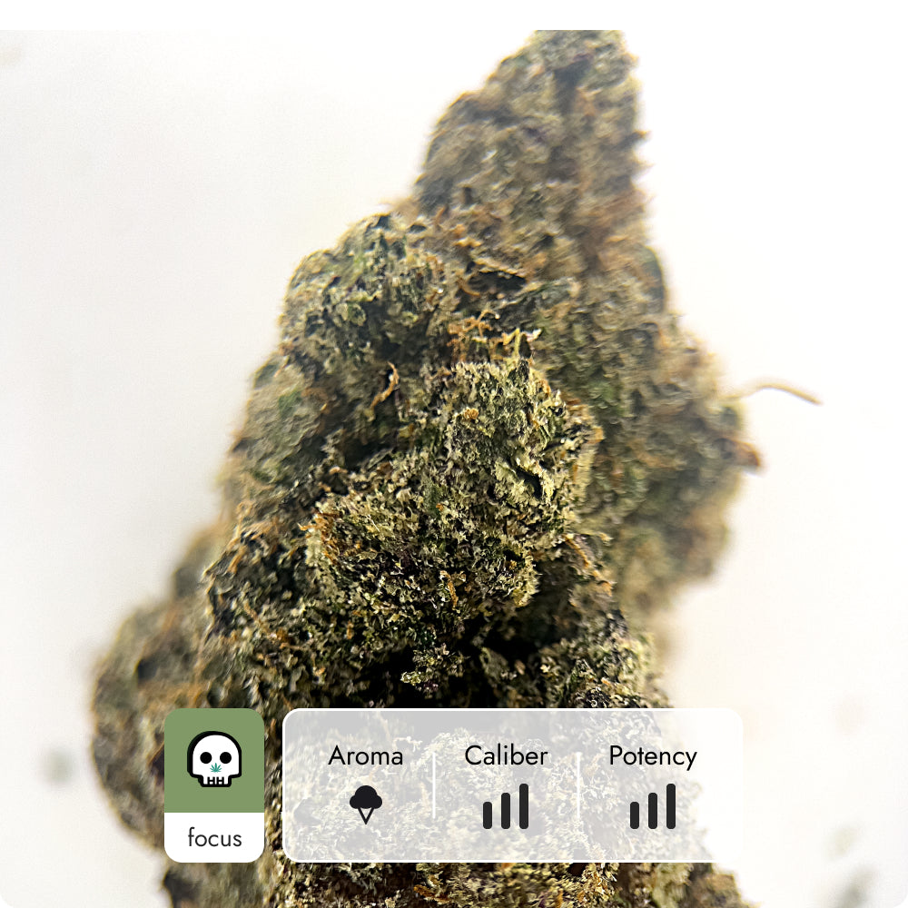 'Super Boof' Reserve THCA Flower - Hybrid | 'Focus'