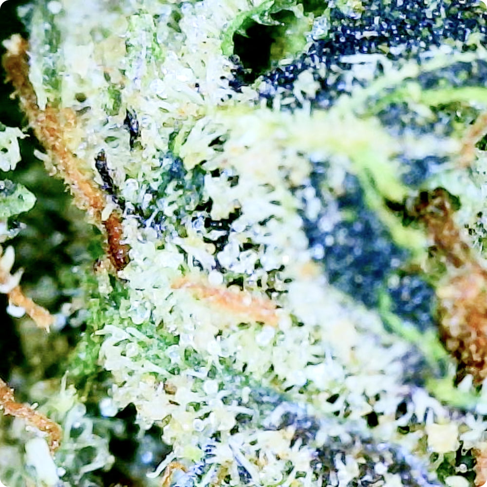 'Super Boof' Classic THCA Flower - Hybrid | 'Relax'