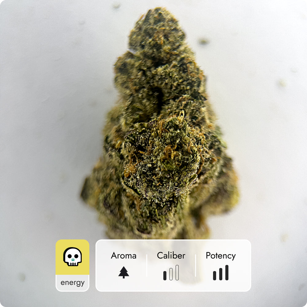 'Super Glue' Classic THCA Flower - Hybrid | 'Energize'