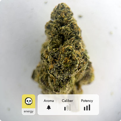 'Super Glue' Classic THCA Flower - Hybrid | 'Energize'