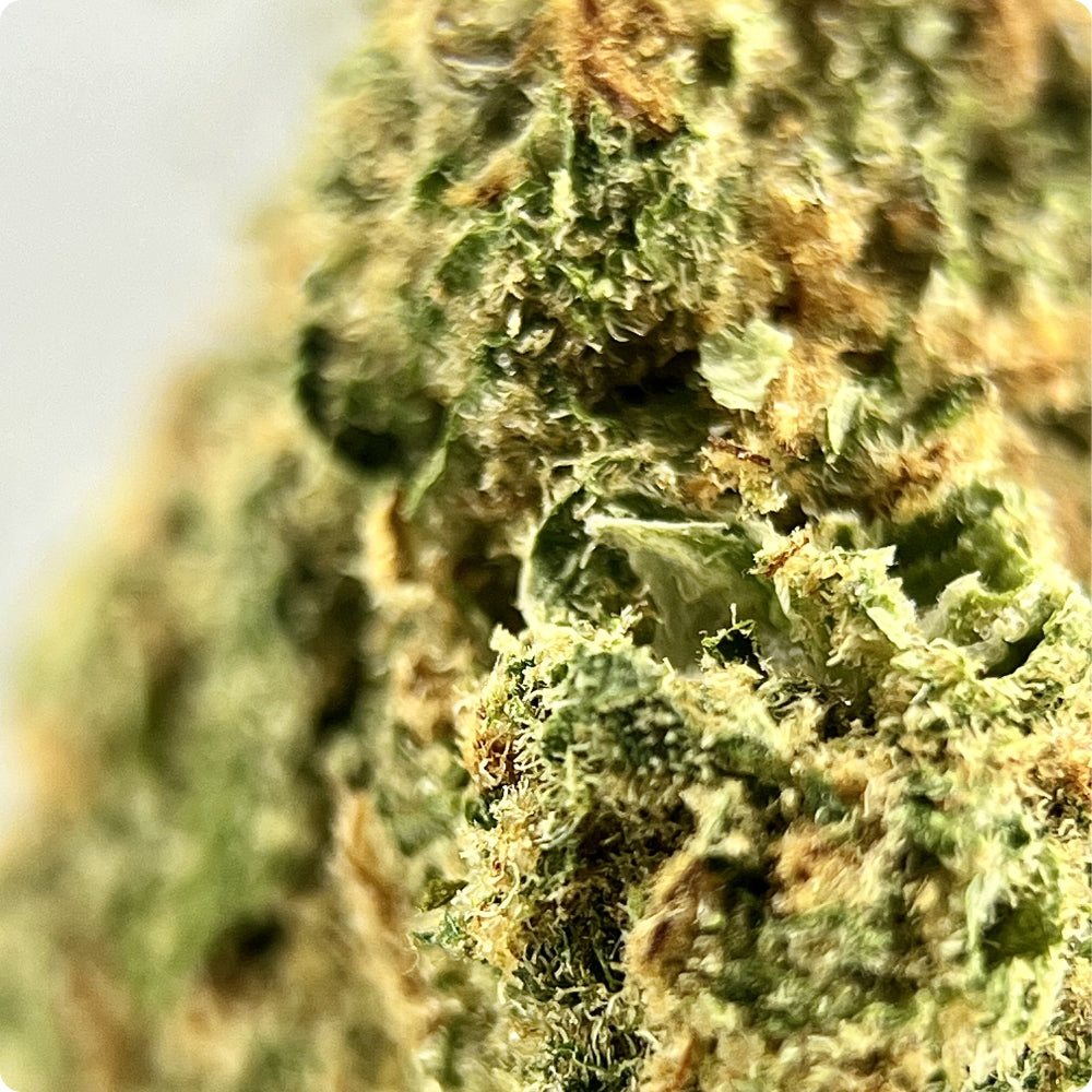 'Super Silver Haze' Reserve THCA Flower - Hybrid | 'Classic'