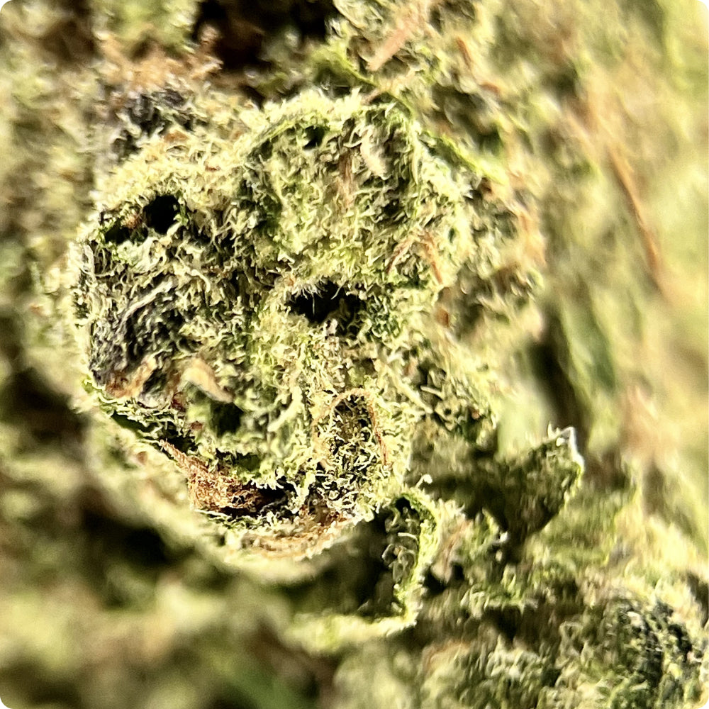 Tangie' Select THCA Flower - Hybrid | 'Energize' – HYPNOTIC HERB