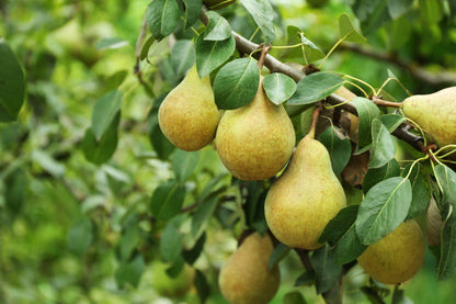 Wyld Pear Gummies, 10mg - 'Refresh'