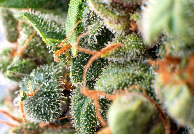 Hypnotic Herb Premium THCA Flower - Quality